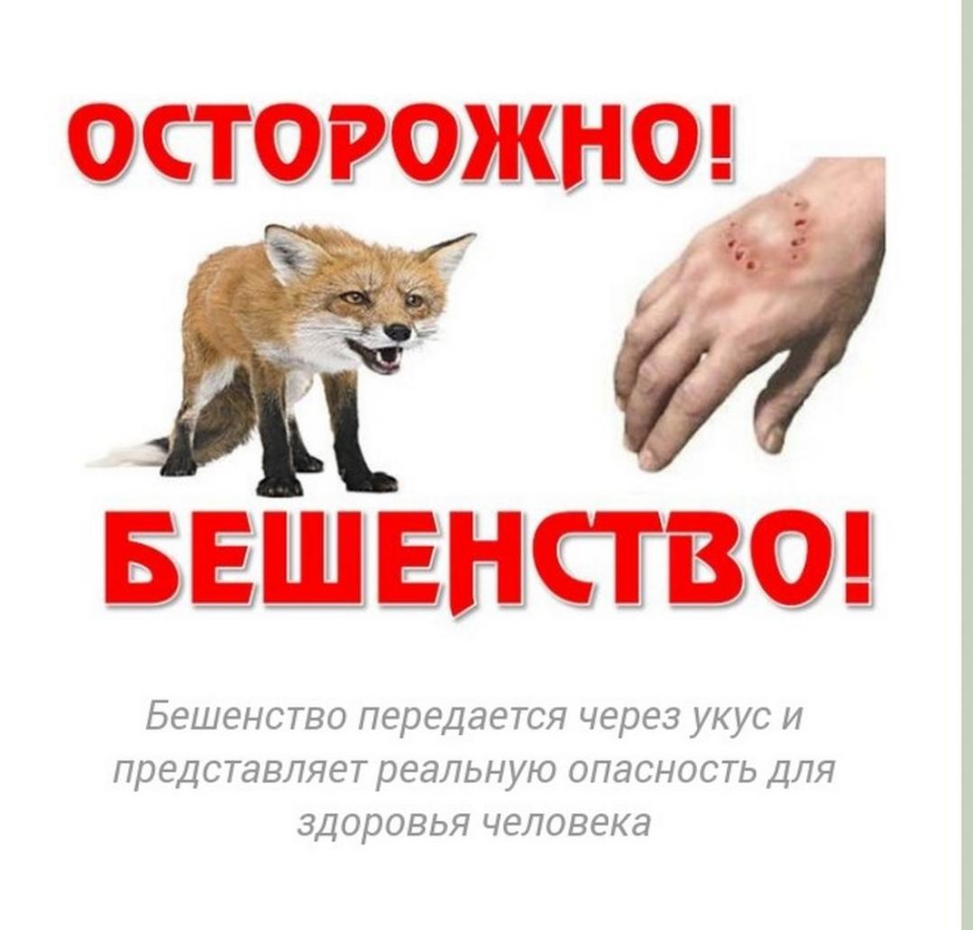 Памятка по профилактике и борьбе с бешенством Памятка по профилактике и борьбе с бешенством