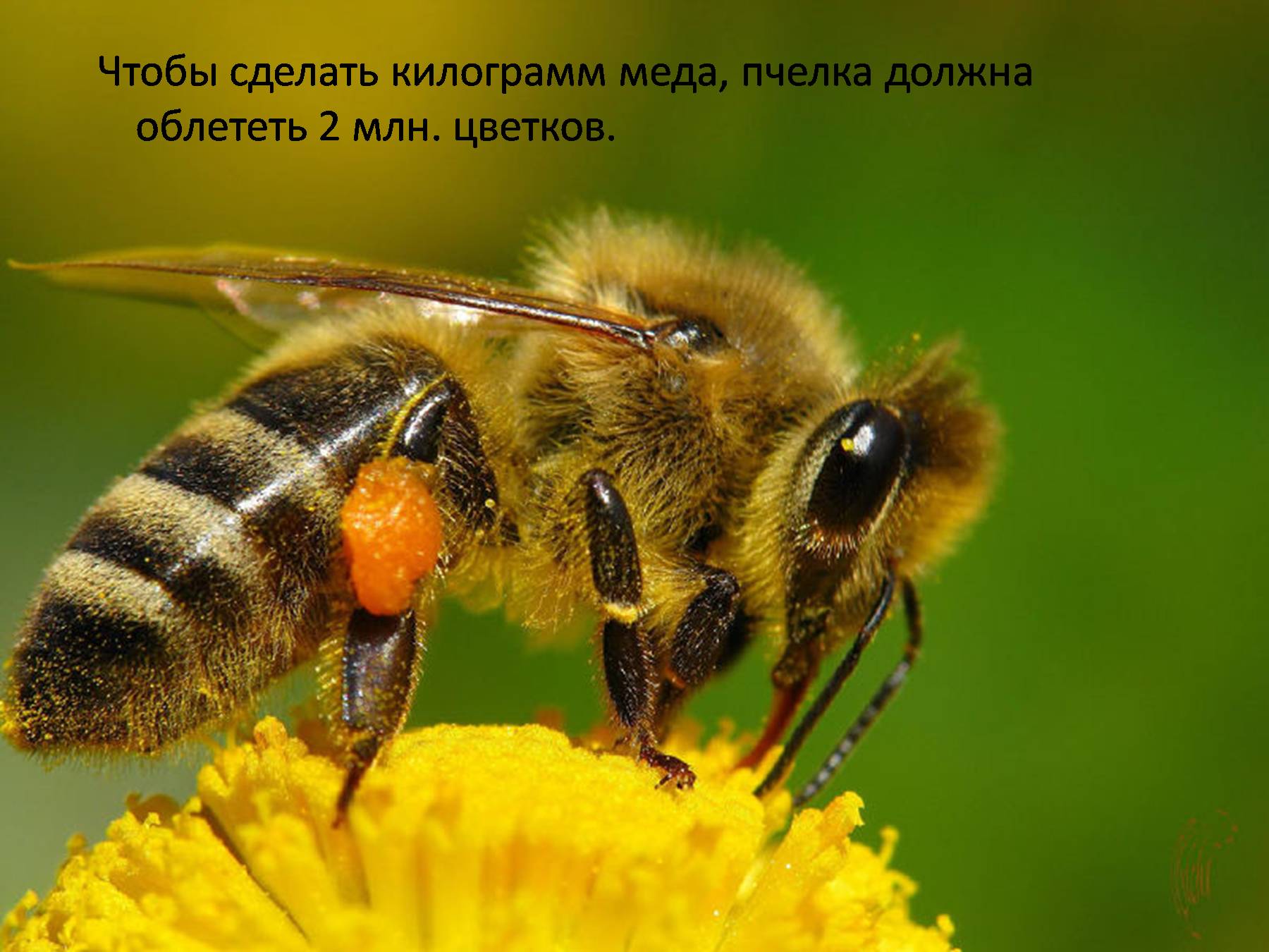 В целях предотвращения гибели пчел на территории Колышлейского района необходимо обеспечить соблюдение требований безопасности сельскохозяйственными товаропроизводителями В целях предотвращения гибели пчел на территории Колышлейского района необходимо обеспечить соблюдение требований безопасности сельскохозяйственными товаропроизводителями