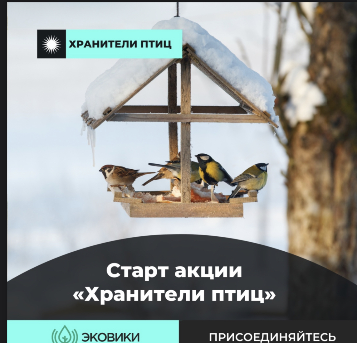 Стартовала акция «Хранители птиц»! Стартовала акция «Хранители птиц»!