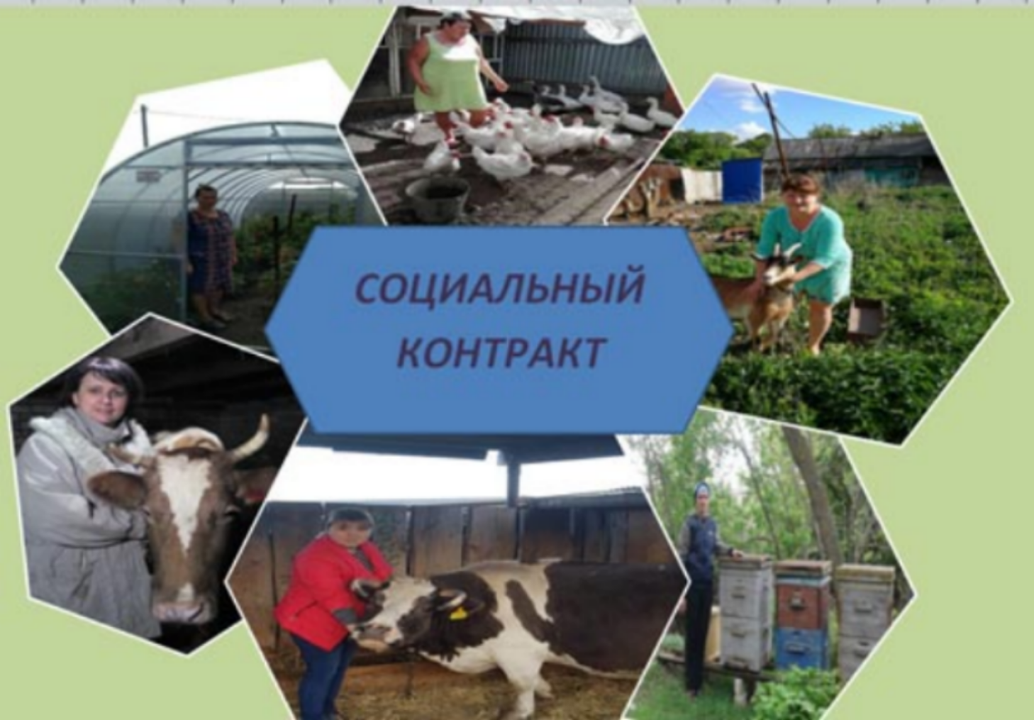На территории Колышлейского района в 2021 году заключено 16 социальных контрактов на развитие личного подсобного хозяйства