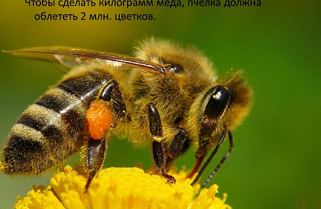 В целях предотвращения гибели пчел на территории Колышлейского района необходимо обеспечить соблюдение требований безопасности сельскохозяйственными товаропроизводителями