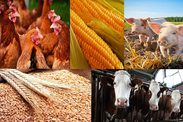 Сведения о производстве продукции животноводства за январь – сентябрь 2022 года Сведения о производстве продукции животноводства за январь – сентябрь 2022 года