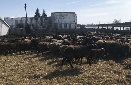 Колышлейский район посетила съемочная группа ГТРК «Пенза» Колышлейский район посетила съемочная группа ГТРК «Пенза»