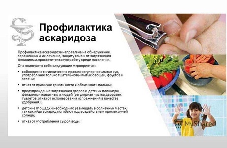 Осторожно, аскаридоз!