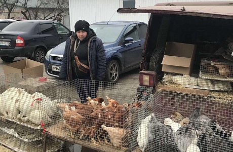 Проведена проверка мест торговли животными и птицей Проведена проверка мест торговли животными и птицей