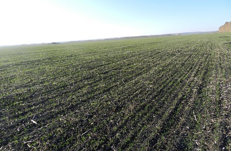 Мониторинг состояния посевов озимых культур